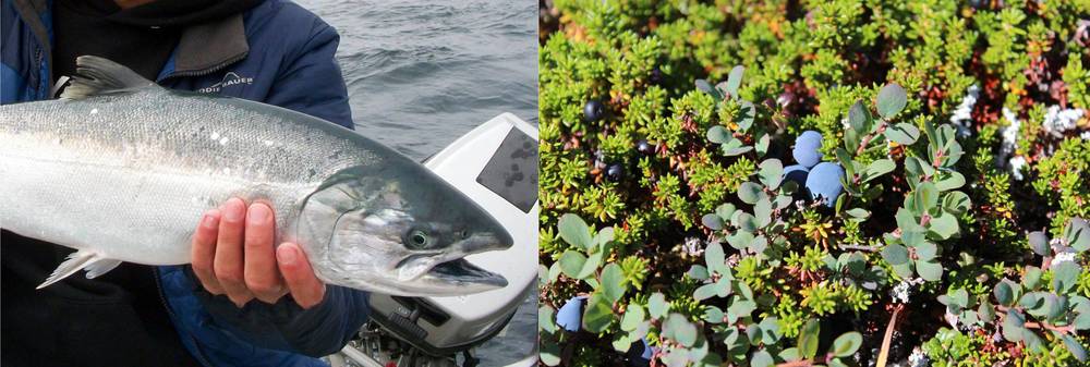 A picture of a silver salmon and a picture of tundra blueberries