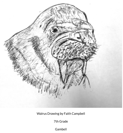 pencil drawing of walrus