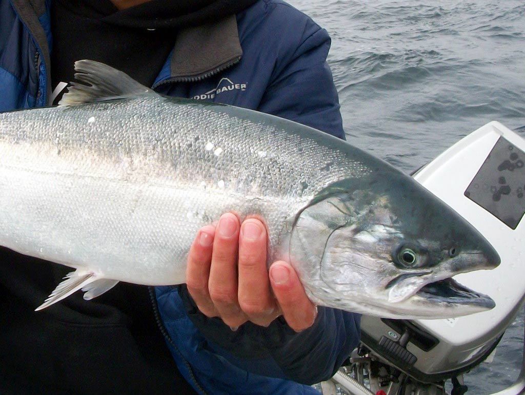 A Silver Salmon