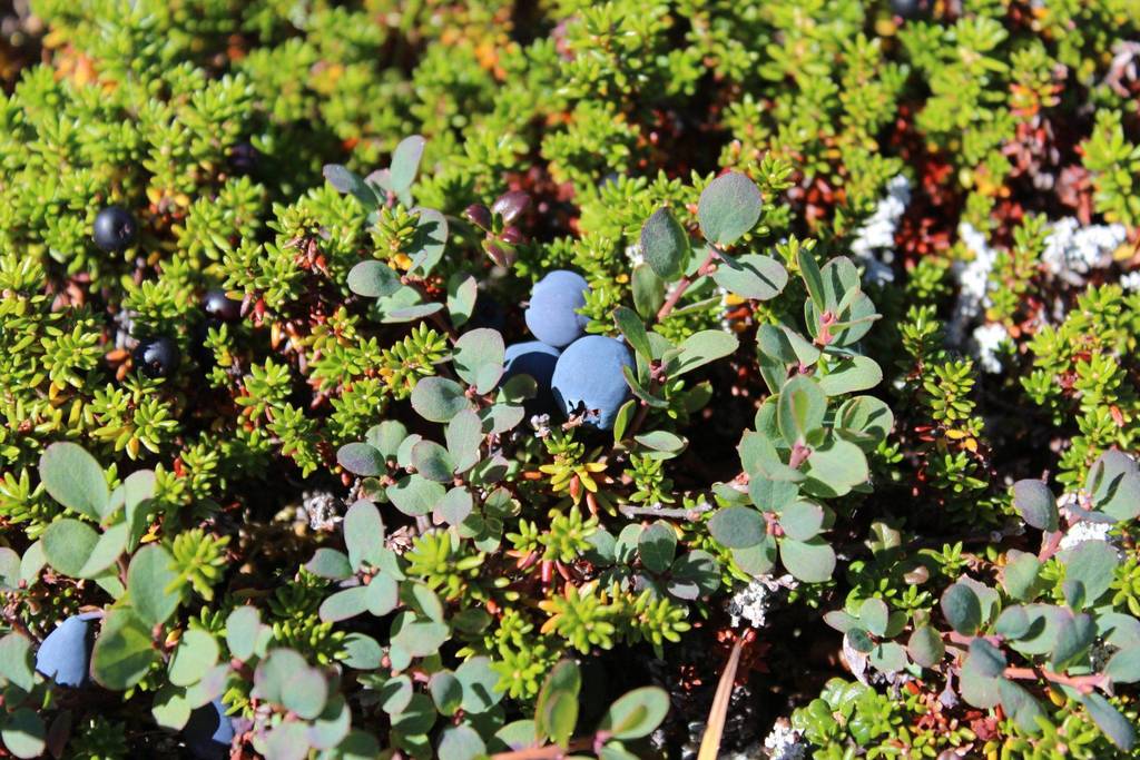Tundra blueberries