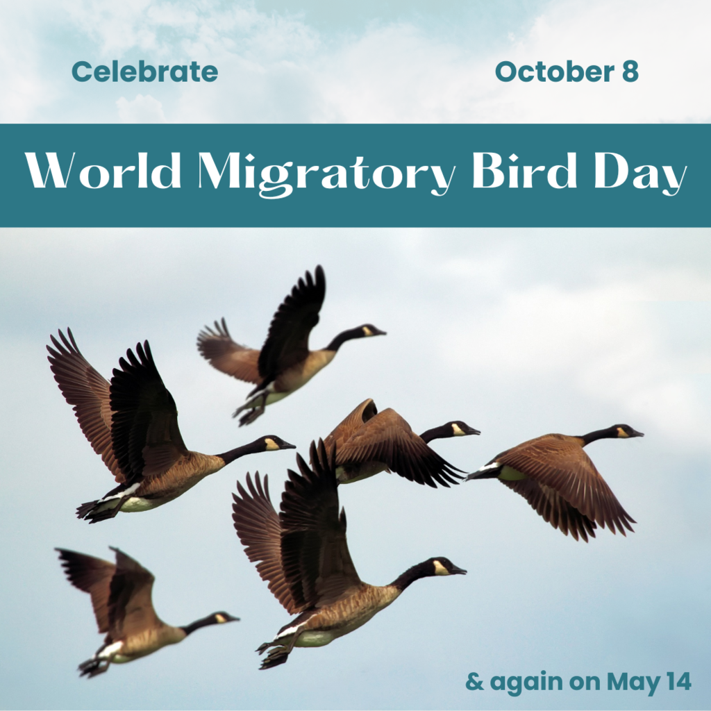 Celebrate World Migratory Bird Day on October 8 and again on May 14